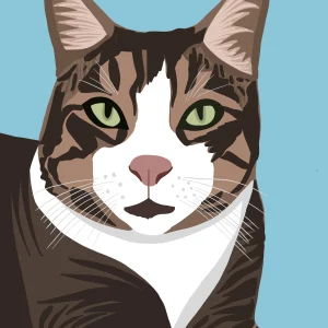 Portrait de chat tigré sur fond uni